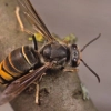 Le frelon asiatique